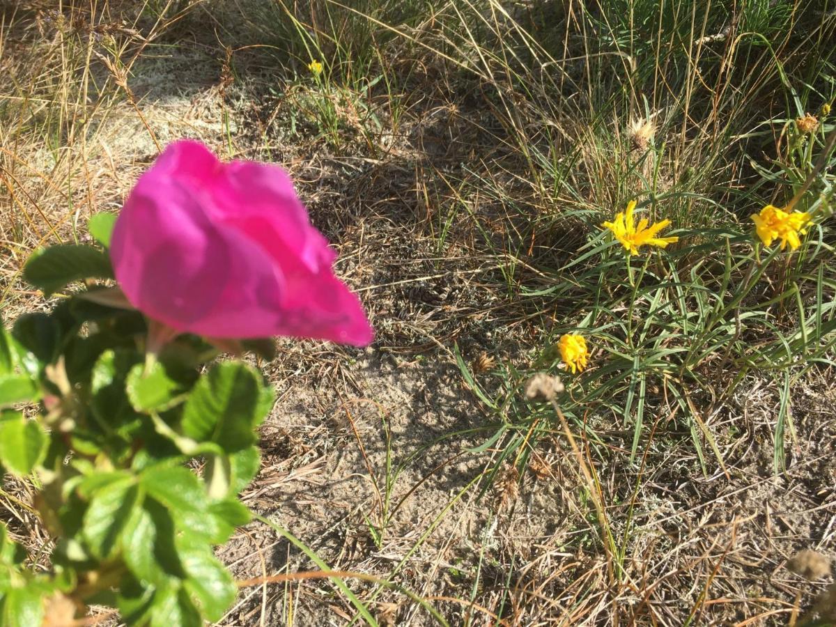 Vila Junda Neringa Dış mekan fotoğraf